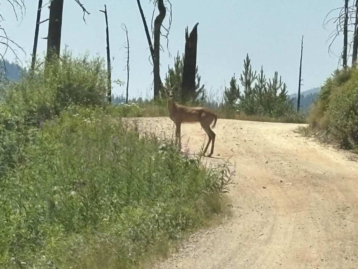 Red River Road trail photo
