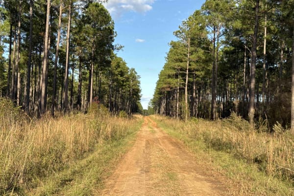 Pine Island Road