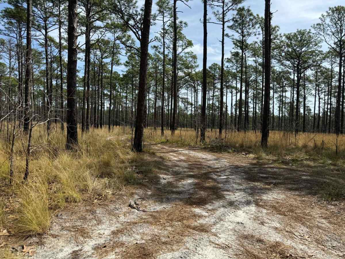 Pettiford Creek Trail 13 photo 3