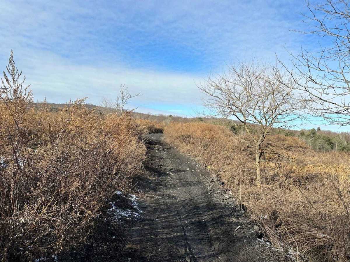 Locust Gap 1 photo 4