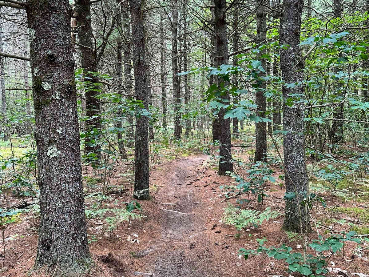 N/E Little Manistee Motorcycle Trail photo 5