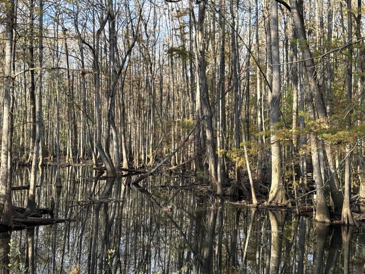 Chickasawhatchee Road photo 4