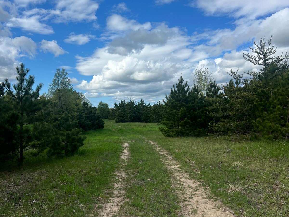 Christmas Tree Trail photo 3