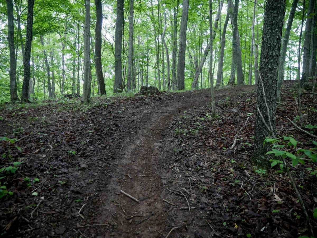 T61 trail photo