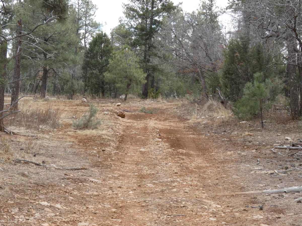 Lick Ridge trail photo