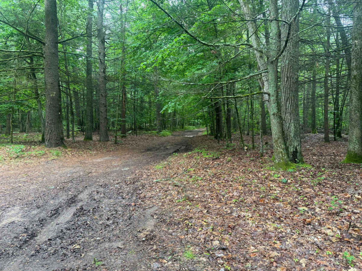 Forest Route 9307 photo 5