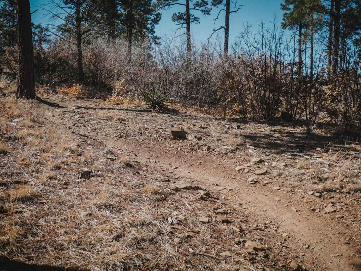 Cajun Pine photo 5