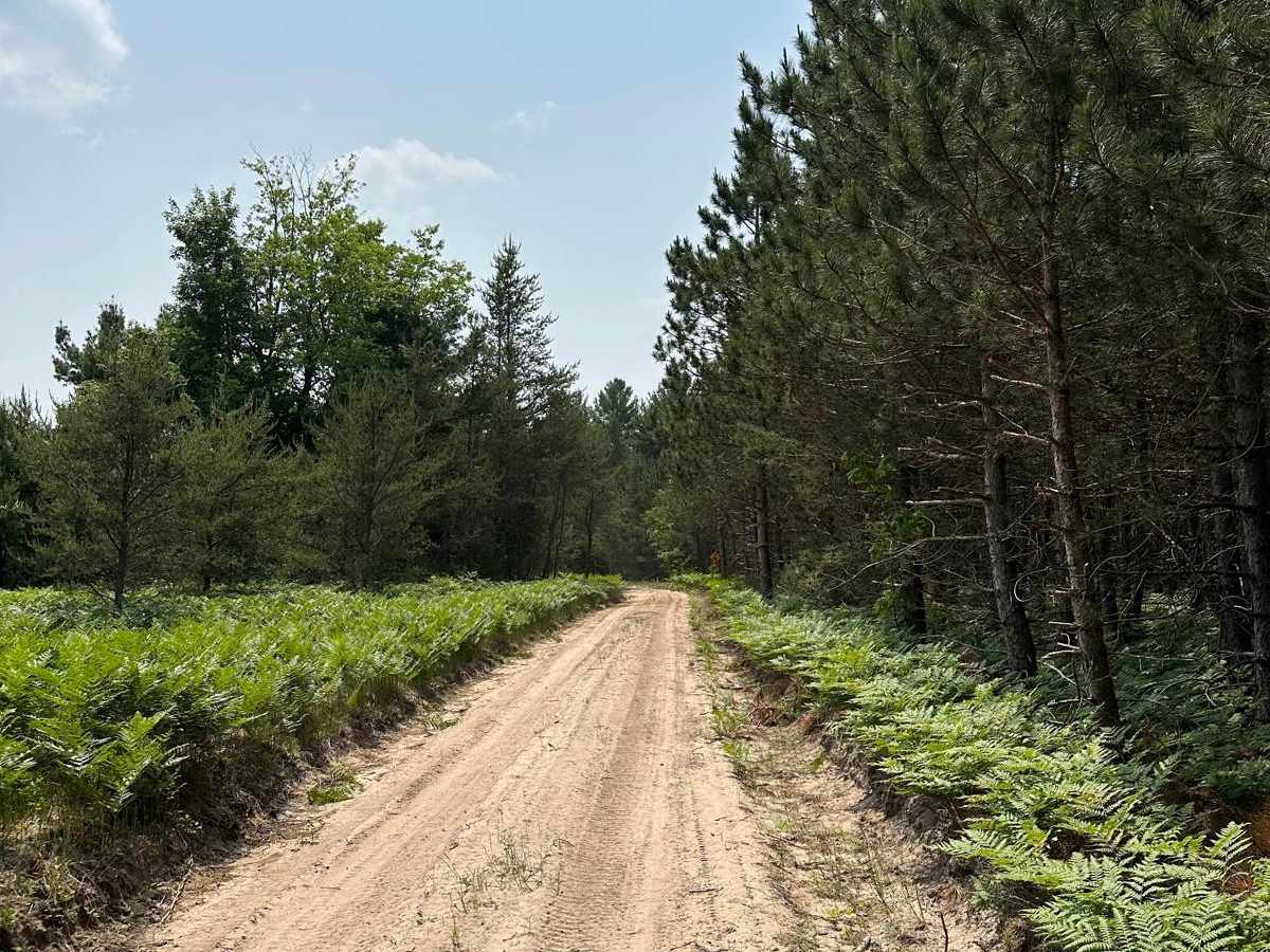 Pine Road Part 2 trail photo