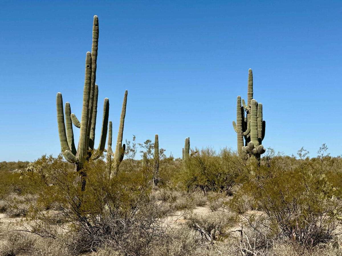 Freeman Tank trail photo