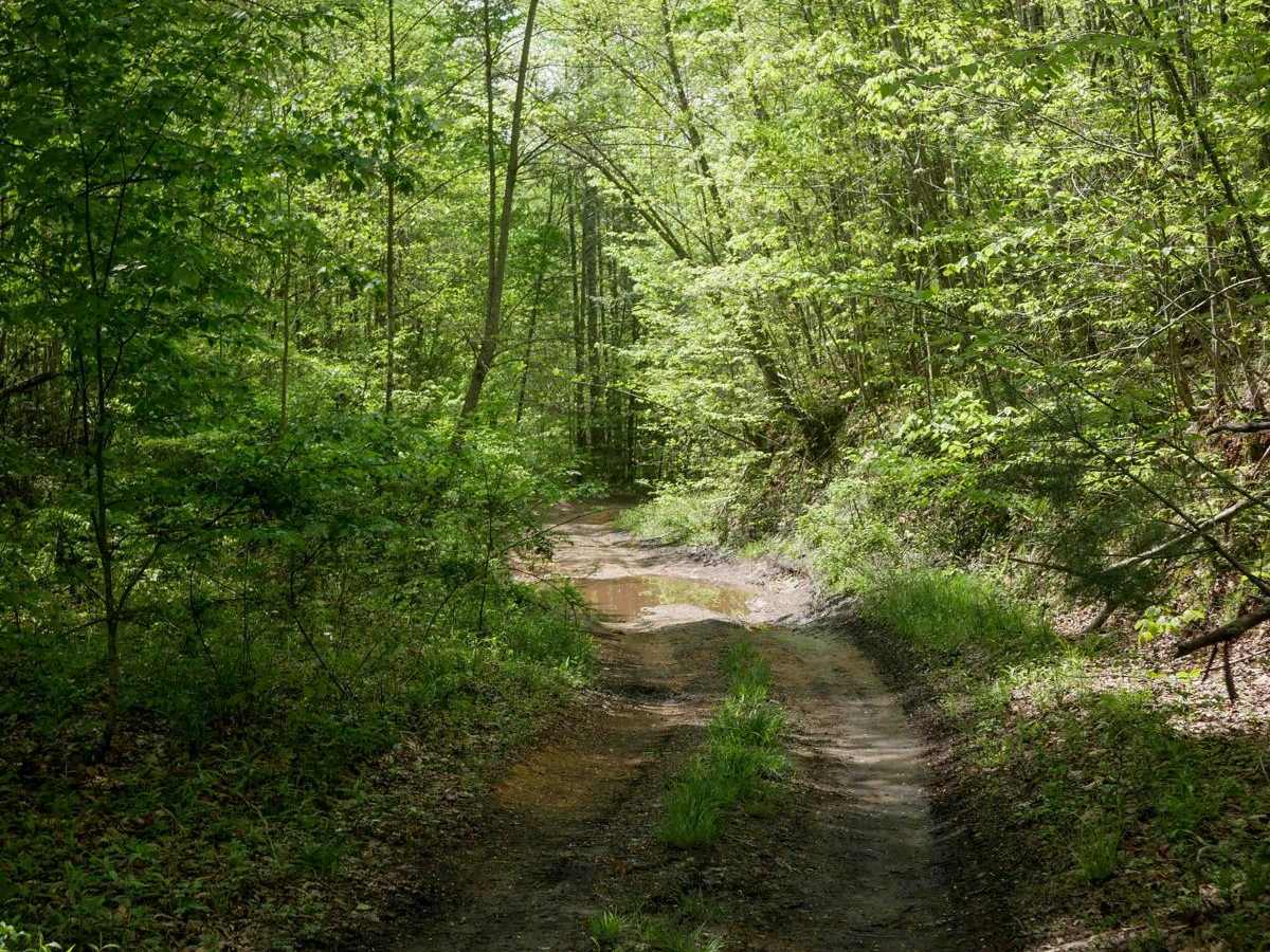 PC 81 photo 4