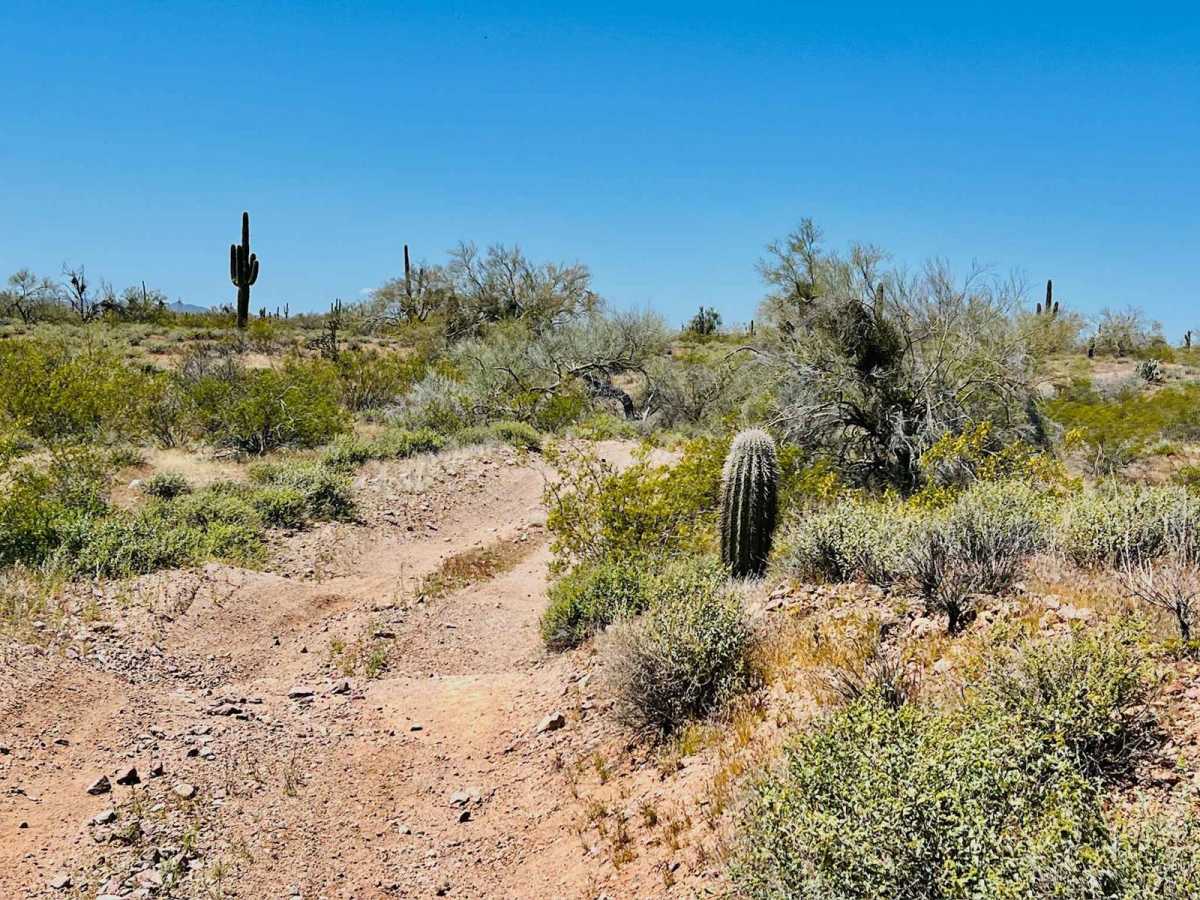 9089 OHV Whoops trail photo