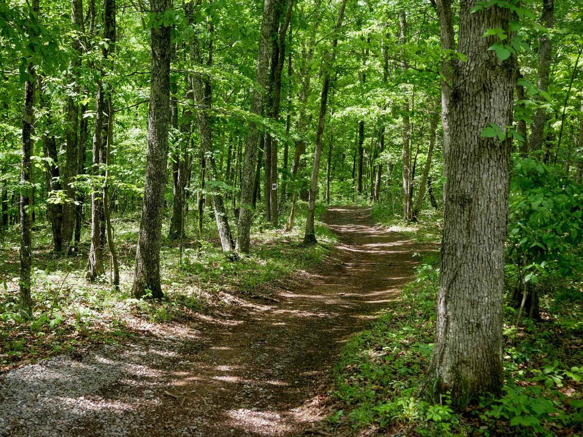 Trail 5 photo 4