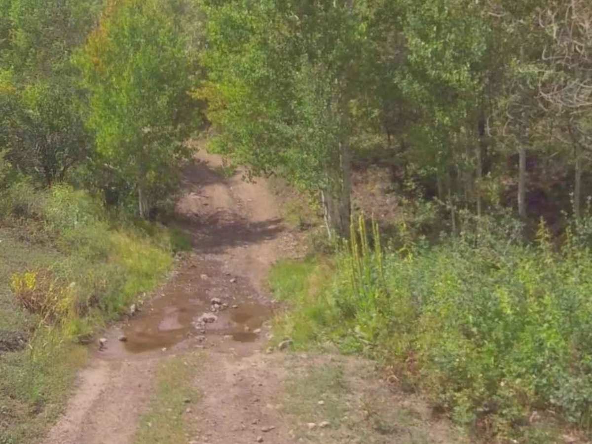 Cummings Creek Road- FS 41680 photo 4