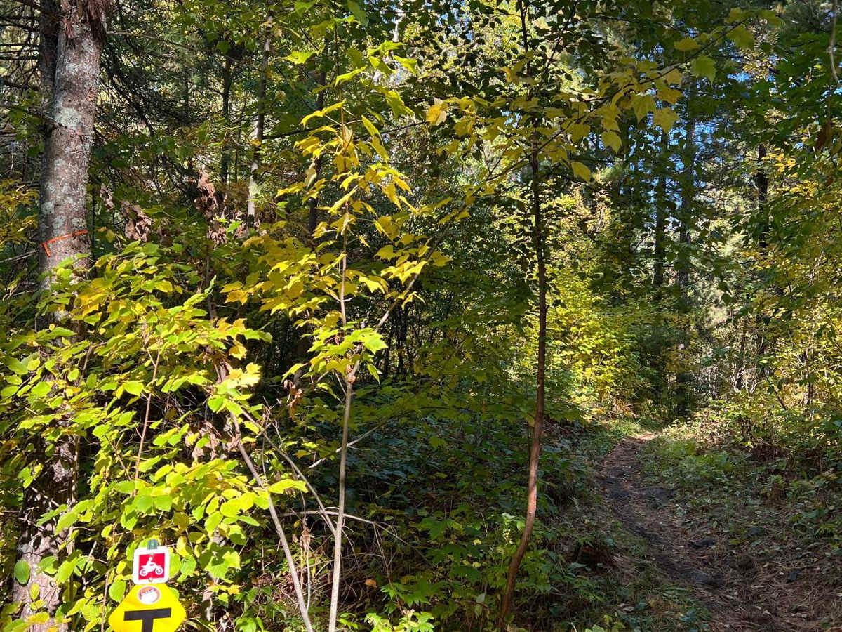 Paul Bunyan Single Track West Loop photo 4