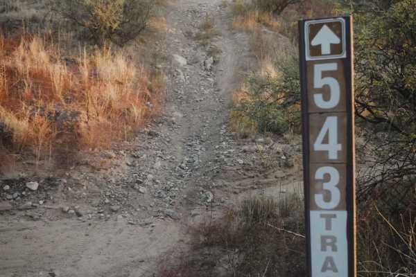 Grapevine #543
