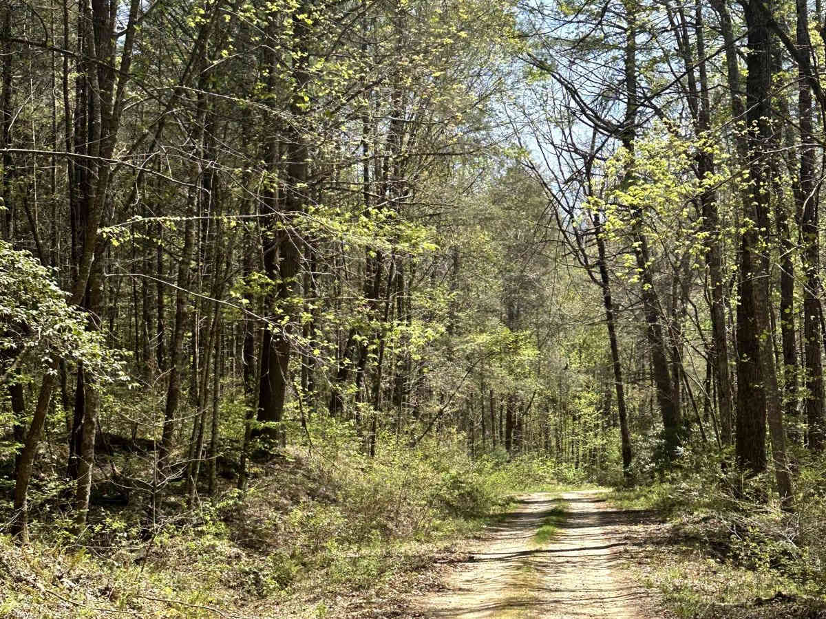 Bob Creek - FS 292 photo 6
