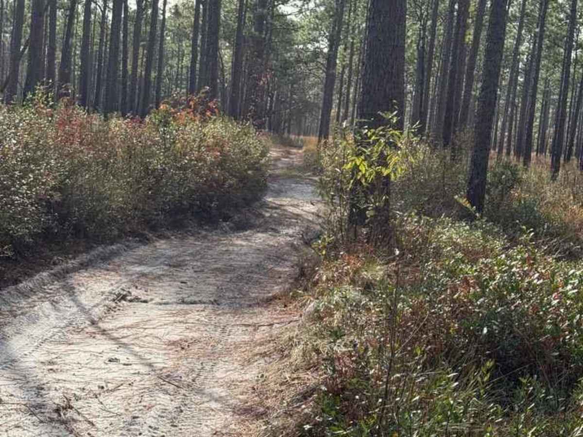 Pettiford Creek Trail 3 photo 5