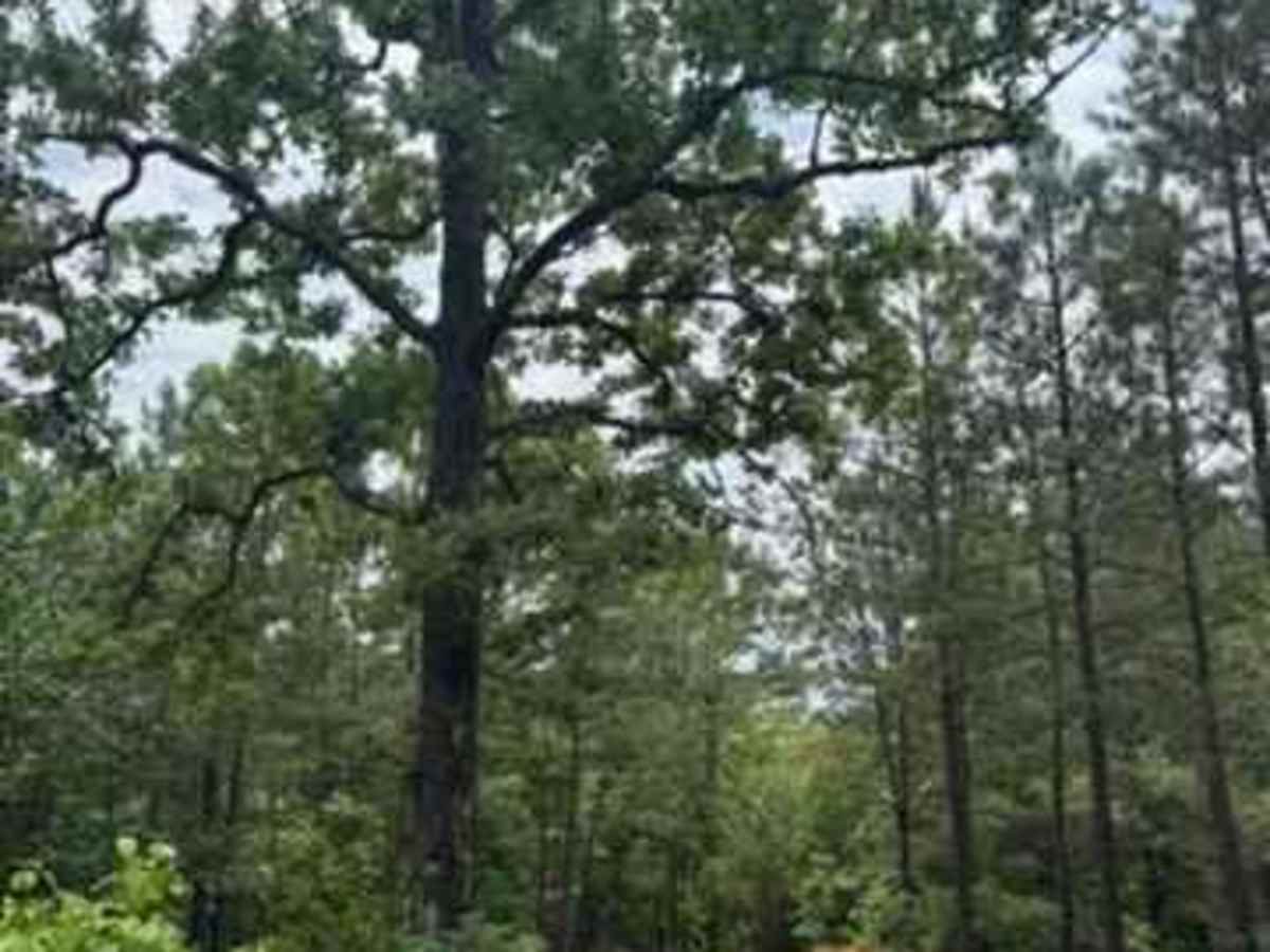 Shane's Trail photo 4