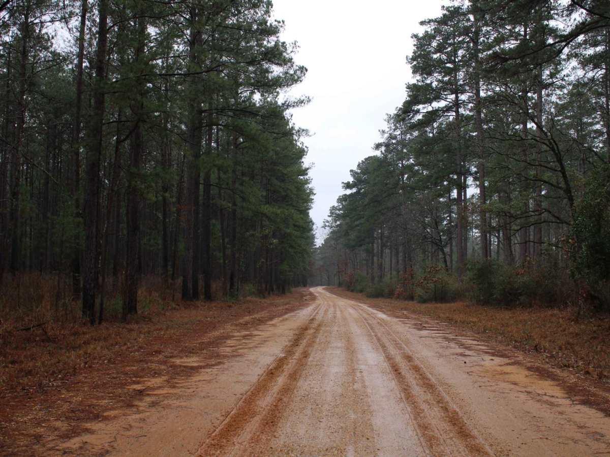 Gum Springs and Crooked Roads photo 4