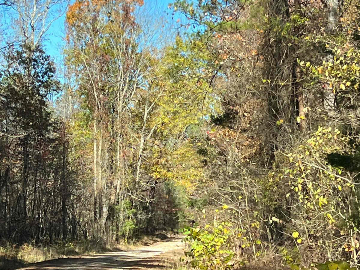 County Road 81 - FS 268 photo 3