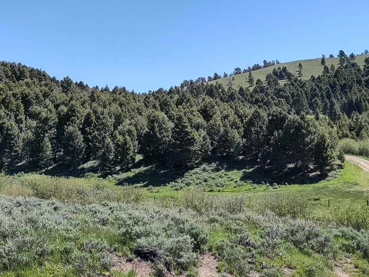 Comet/Mount Thompson Loop photo 4