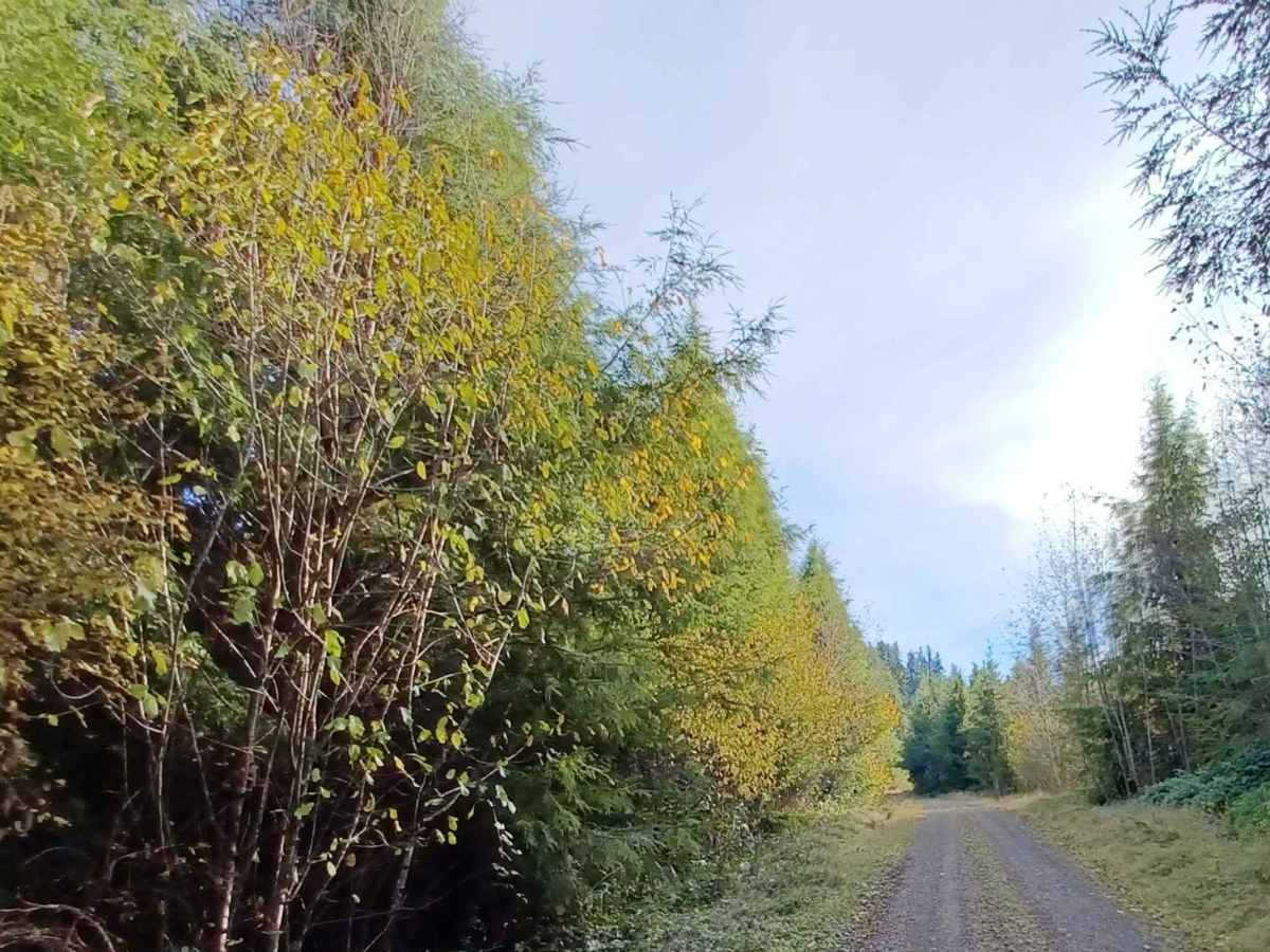 Foland Creek photo 2