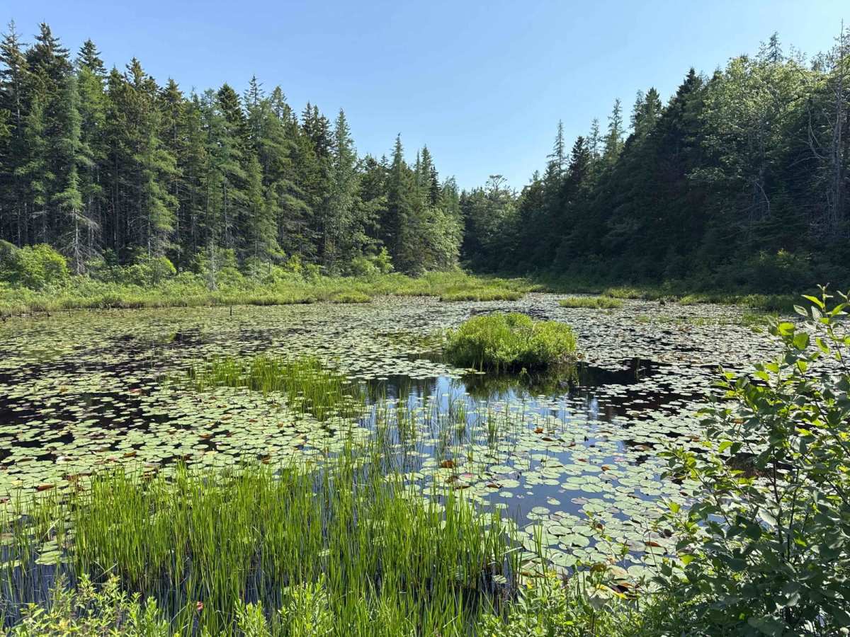Seal Cove Road photo 5