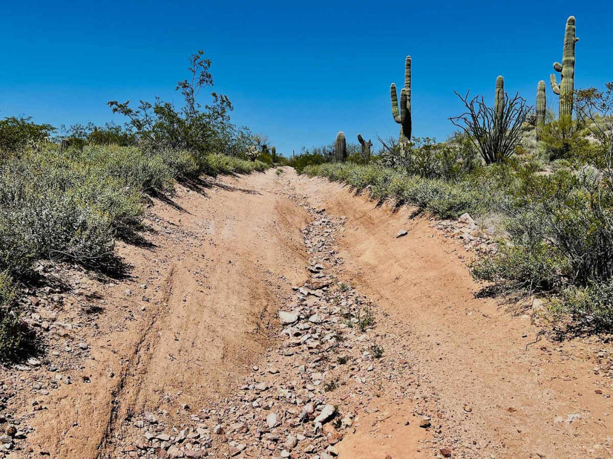 BLM 9095 photo 2
