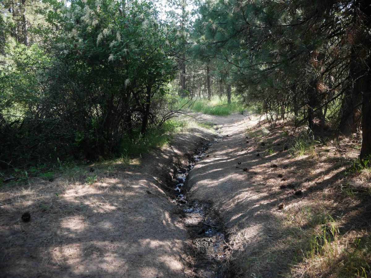 Staging Loop trail photo