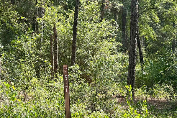 Ocala National Forest | Trail 314A-5.7
