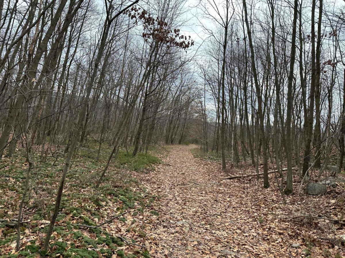 Locust Gap 62 photo 4