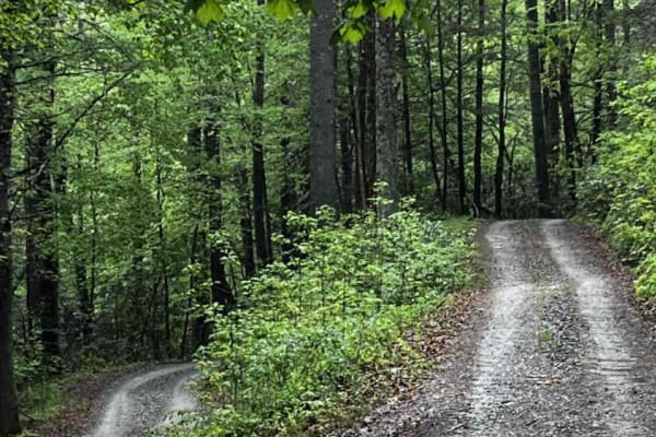Burnette Creek - FS 261