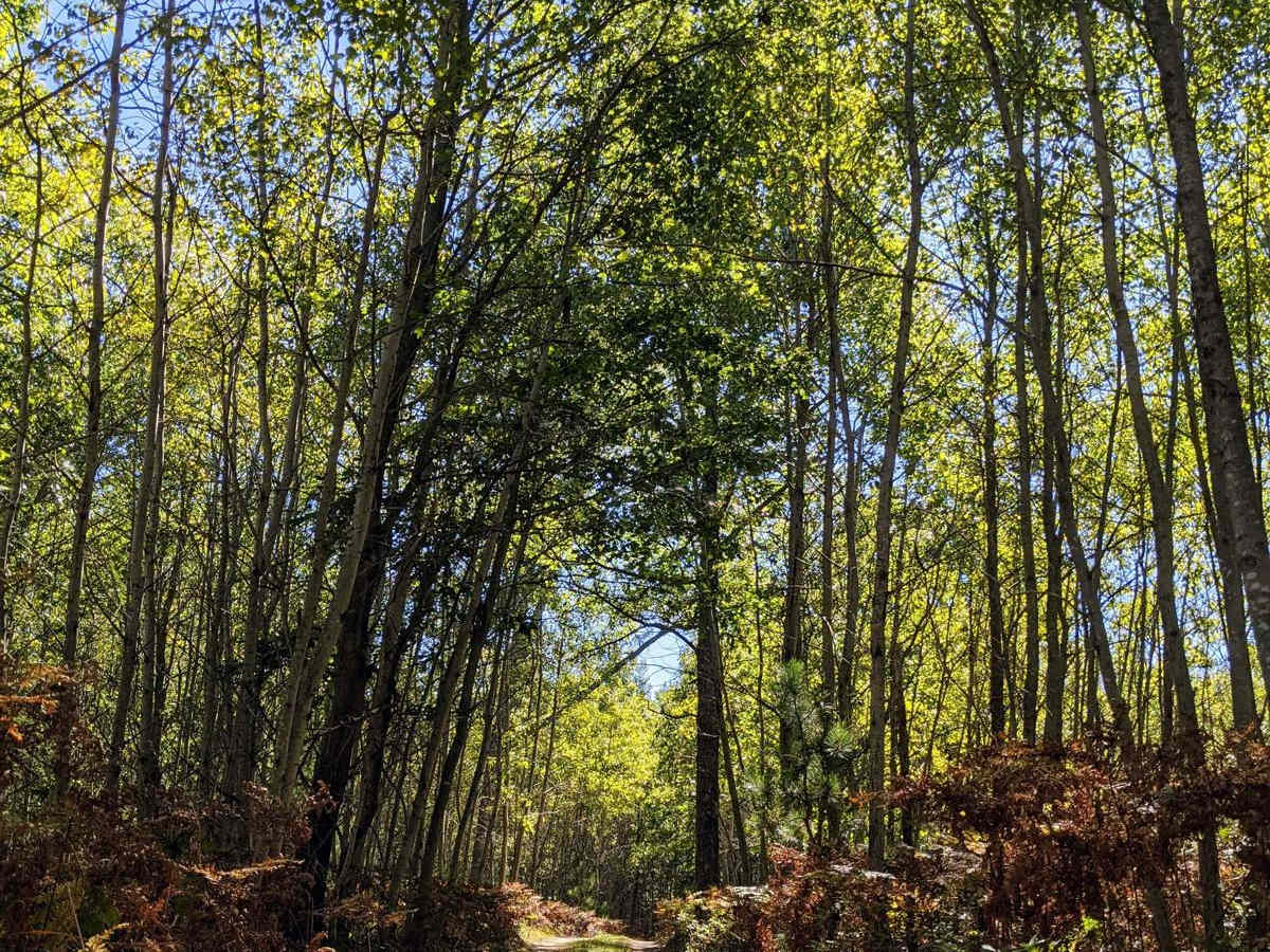 Trail 5356 photo 4