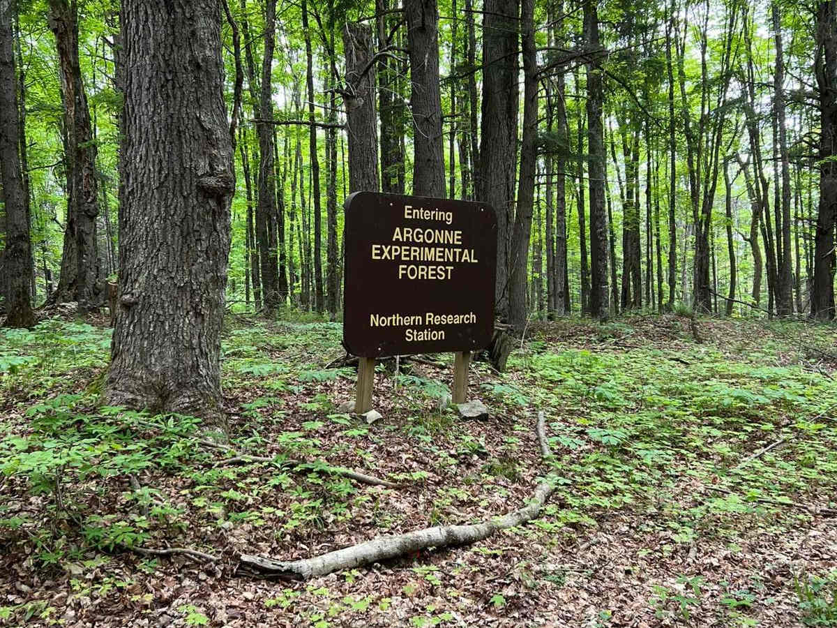 Giant Pine FR 2414 photo 6