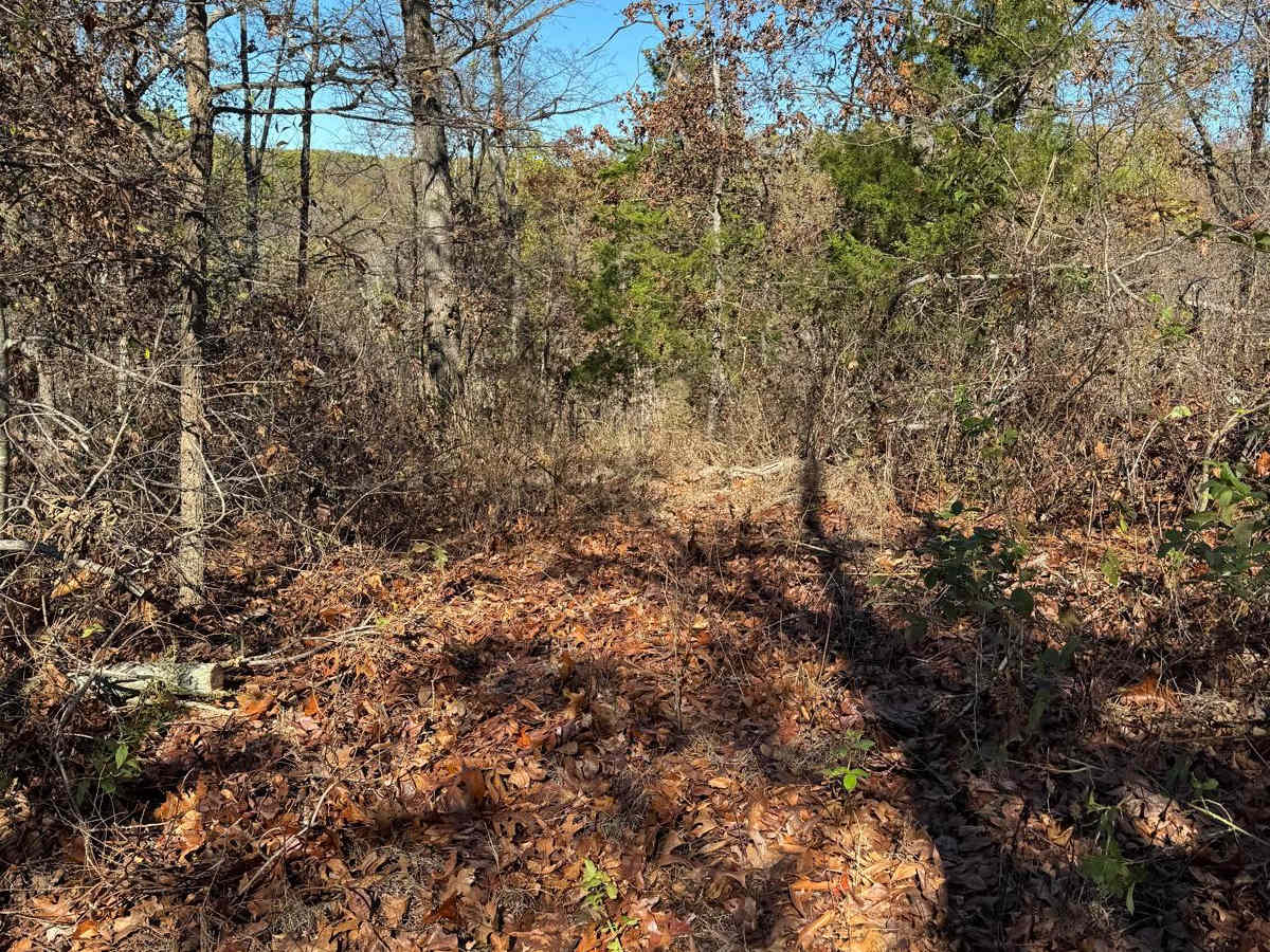 Thorn Bush Hill 130 trail photo