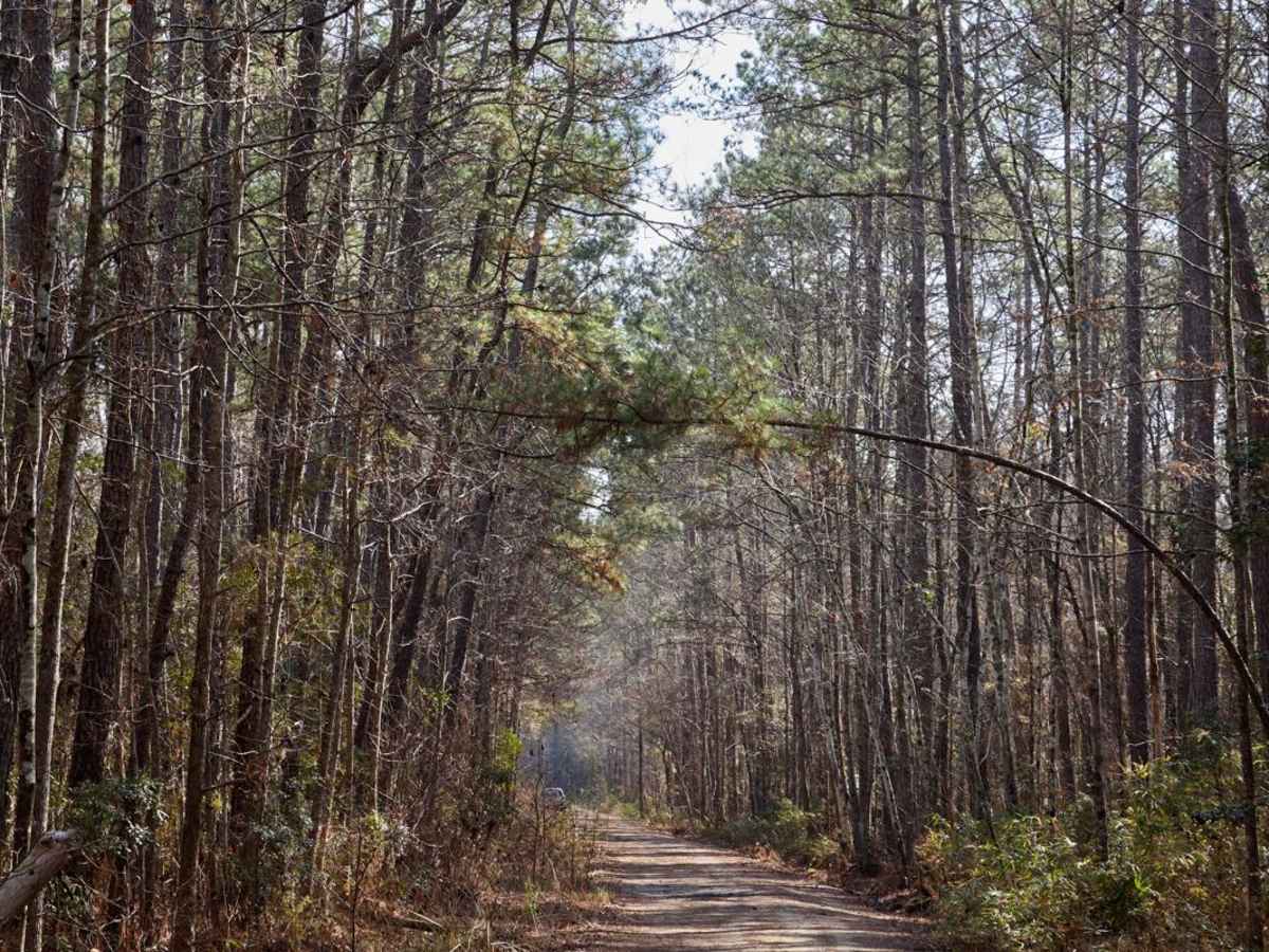 FSR115 - Bonneau Road trail photo