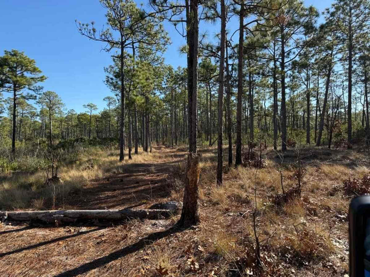 Bogue Road Spur 3 photo 5
