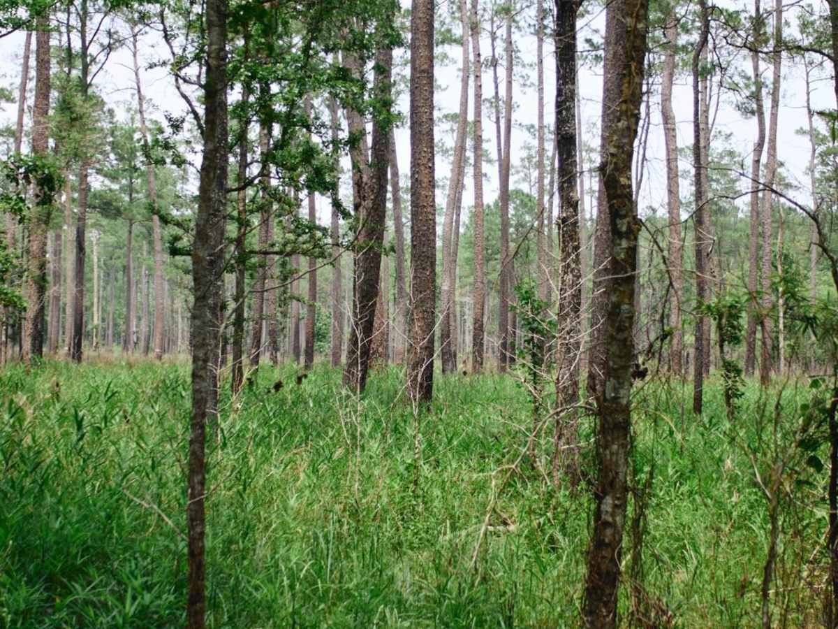Santee Bluff - FSR 150 photo 5