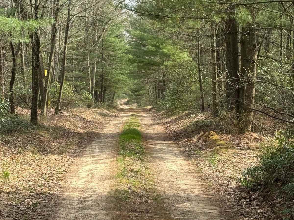 Sugar Camp Road photo 3