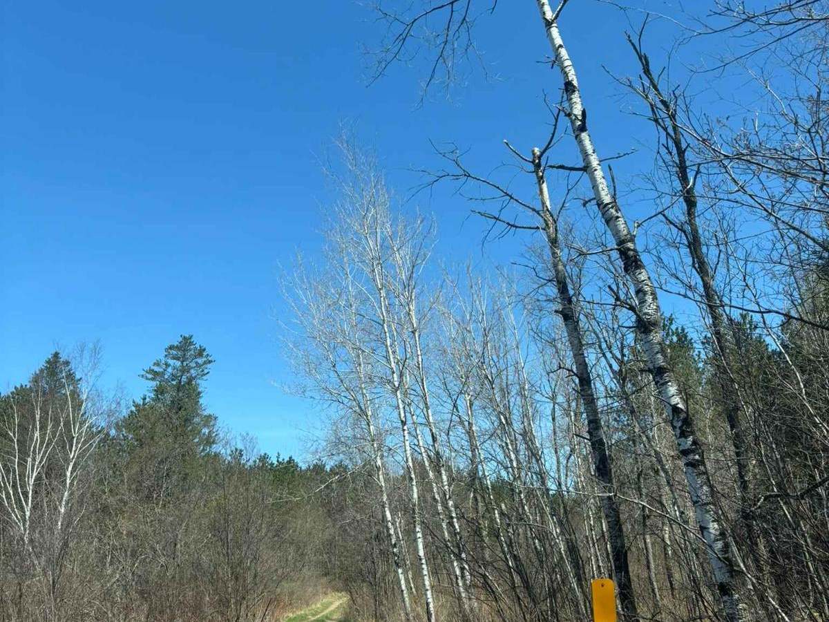 Jack Pine Camp Road photo 5