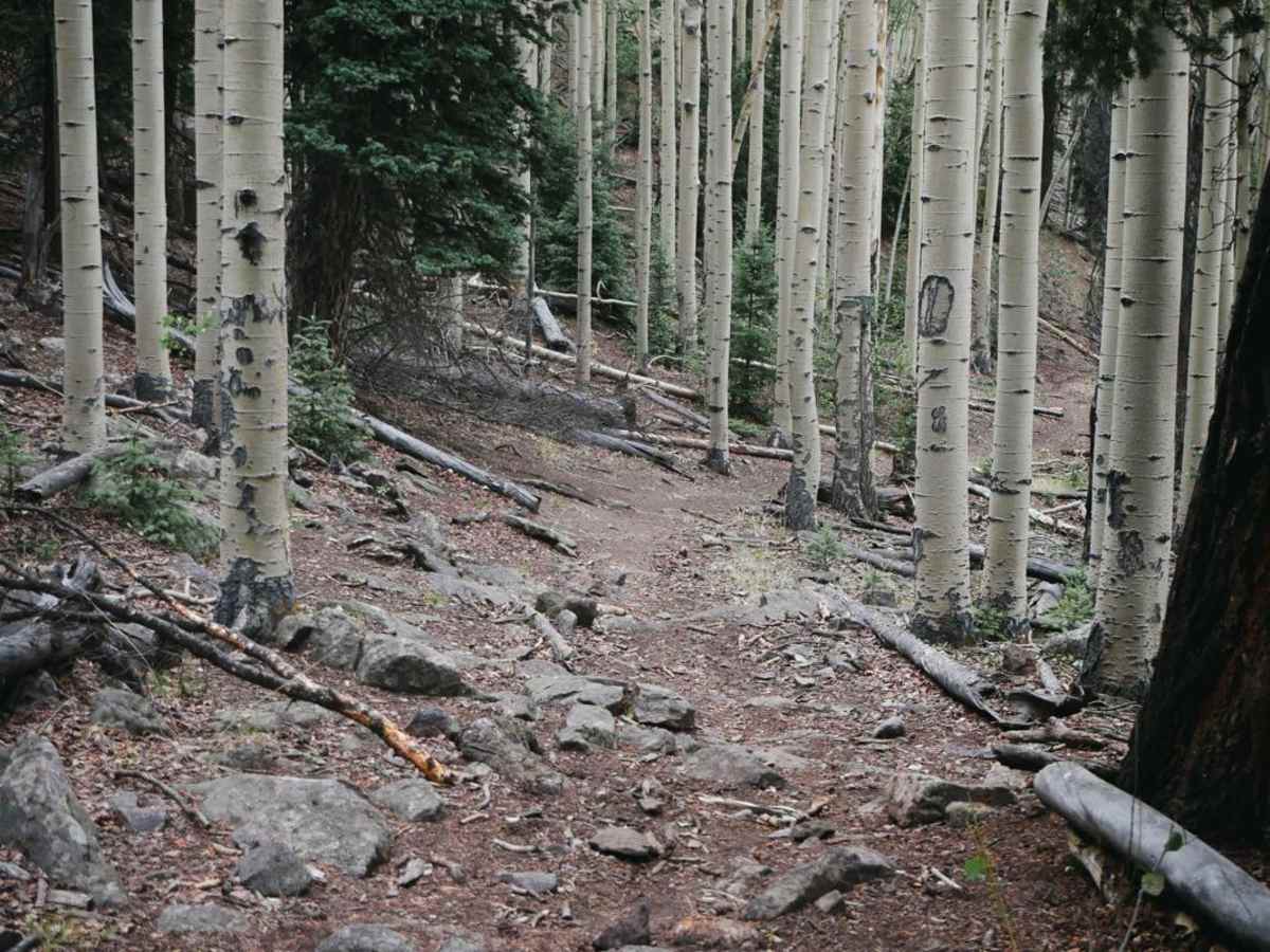 Hot Creek Trail photo 6