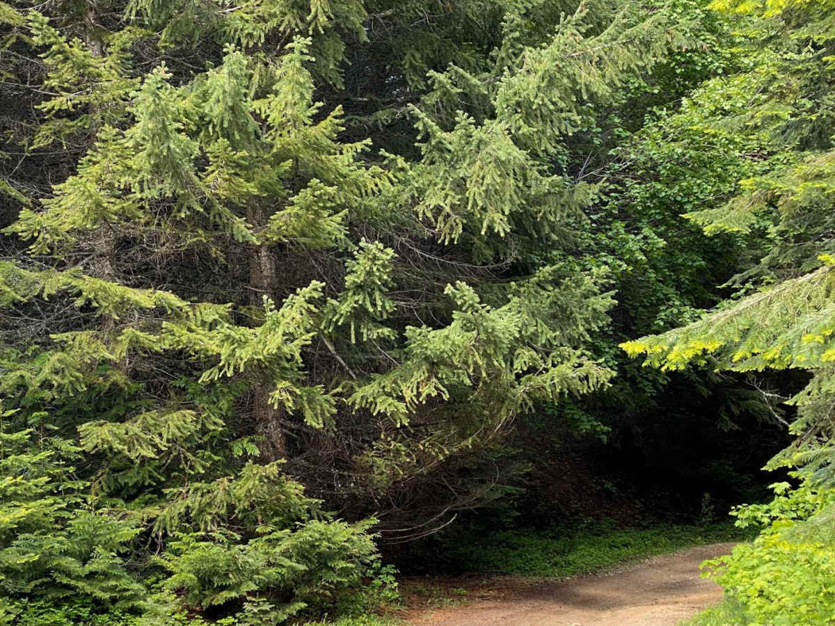 The Bird Road photo 6