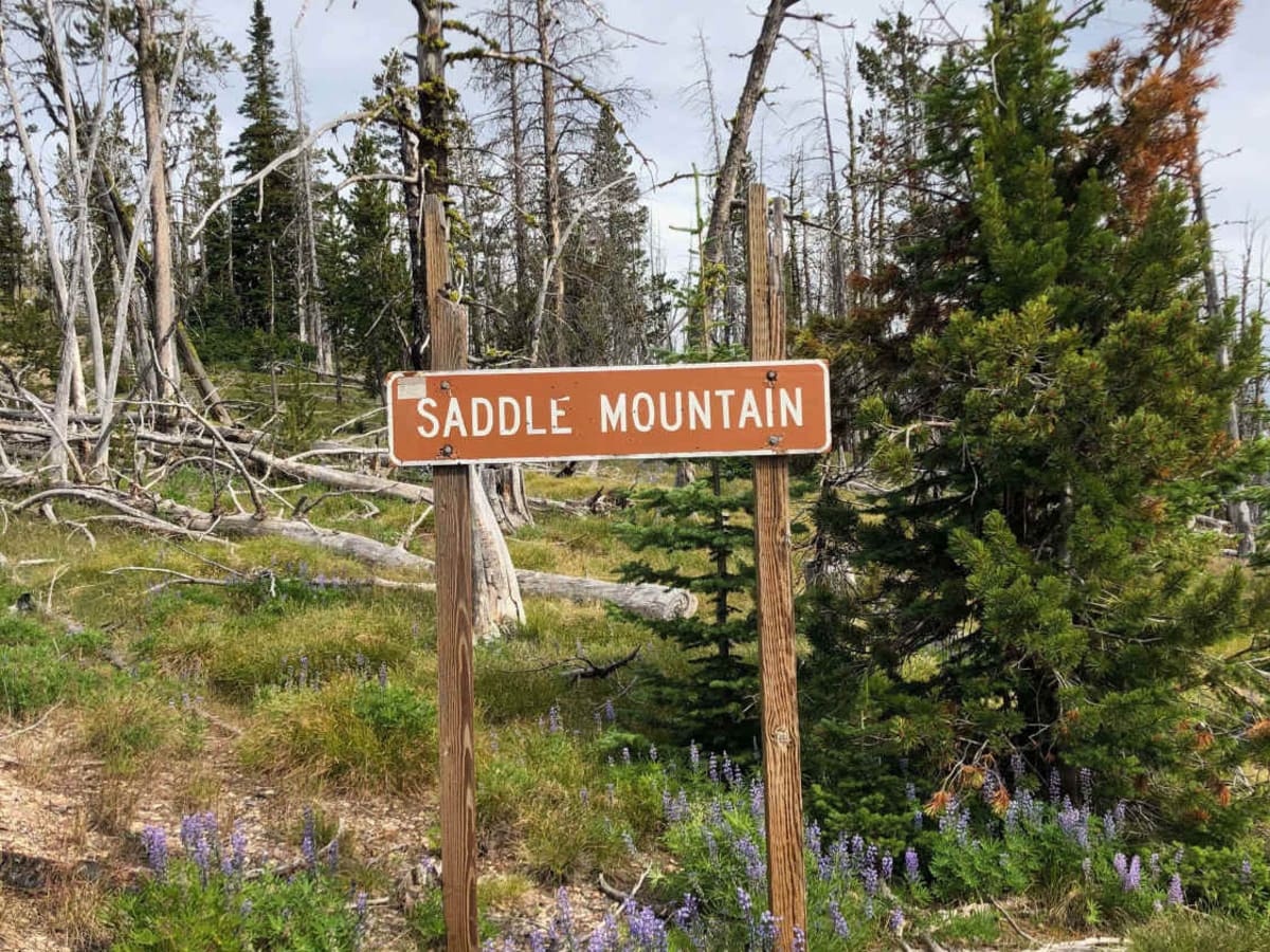 Saddle Mountain Trail trail photo