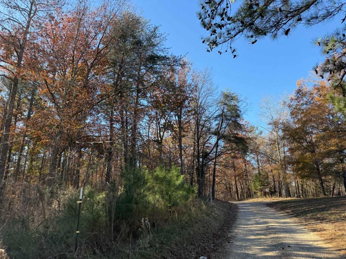 Owl Creek Road - FS 262 photo 4