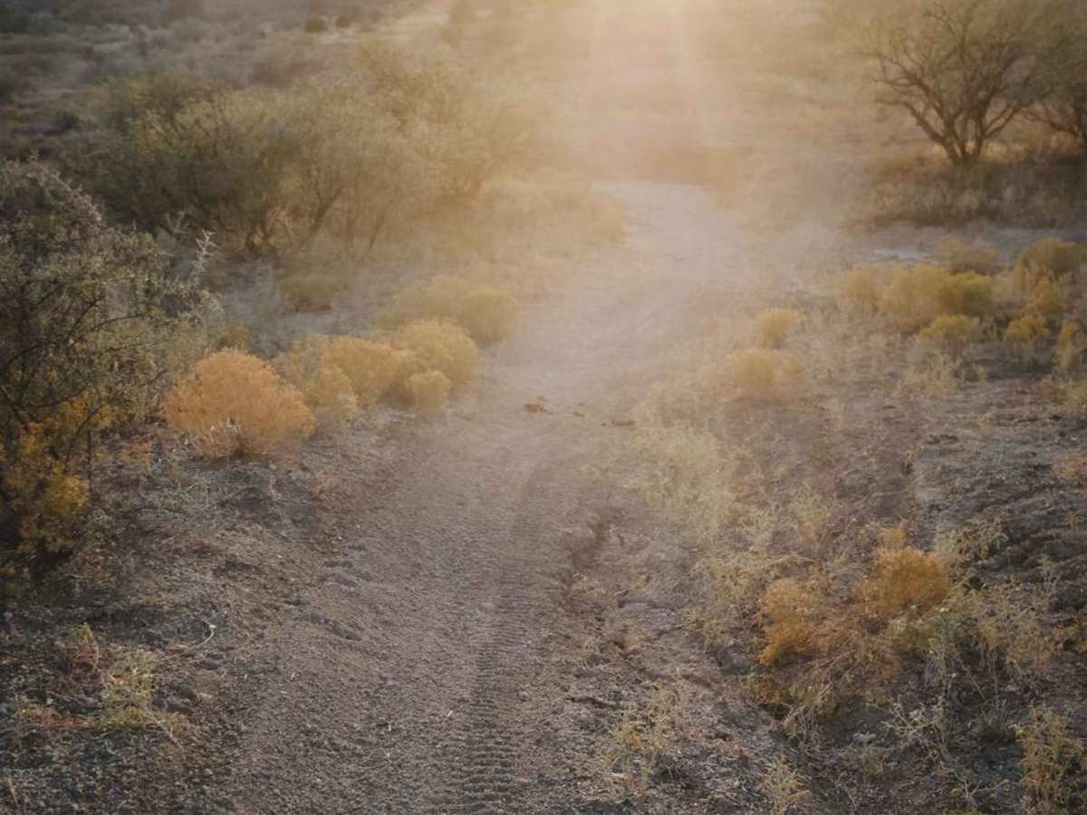 Grapevine #543 photo 5