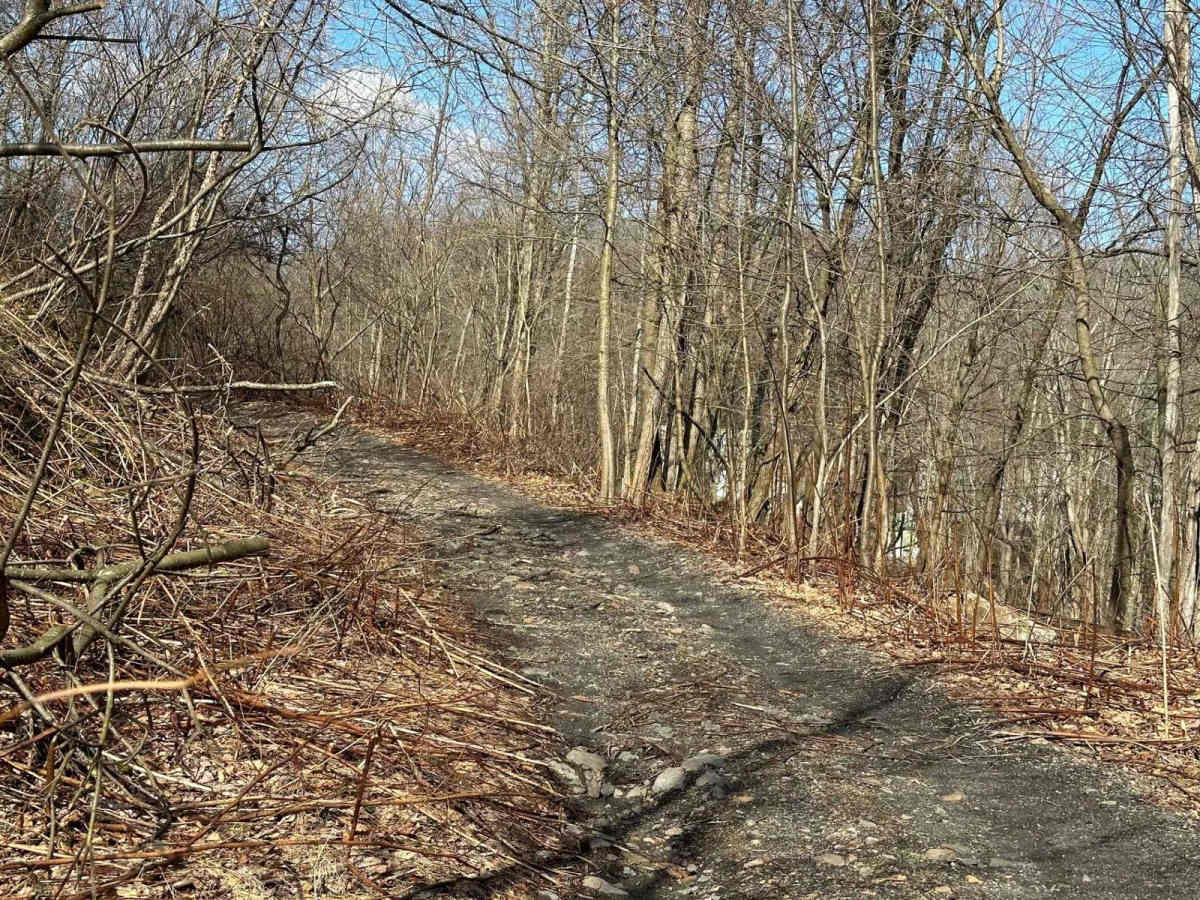 Locust Gap 46 photo 4