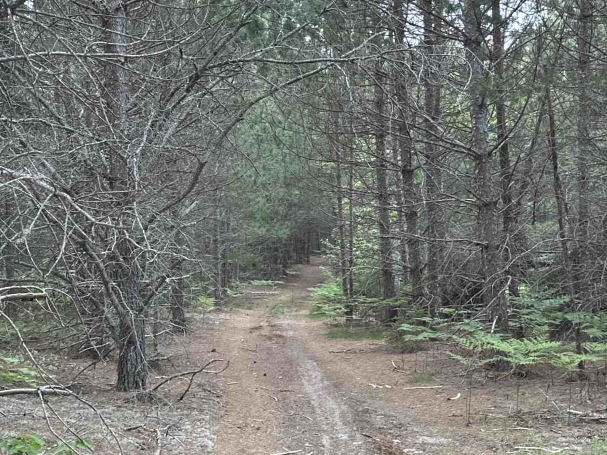 Pine Needle photo 4
