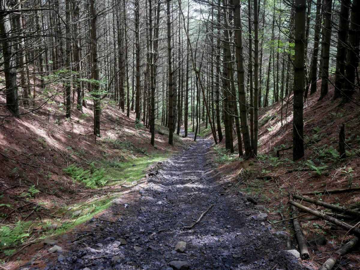 OP 98 trail photo