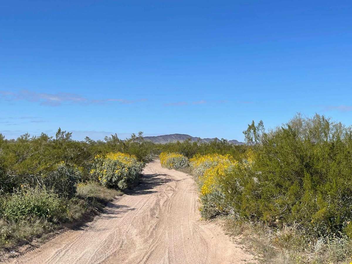 AZ Peace Trail Cactus in the Road to Red Raven trail photo