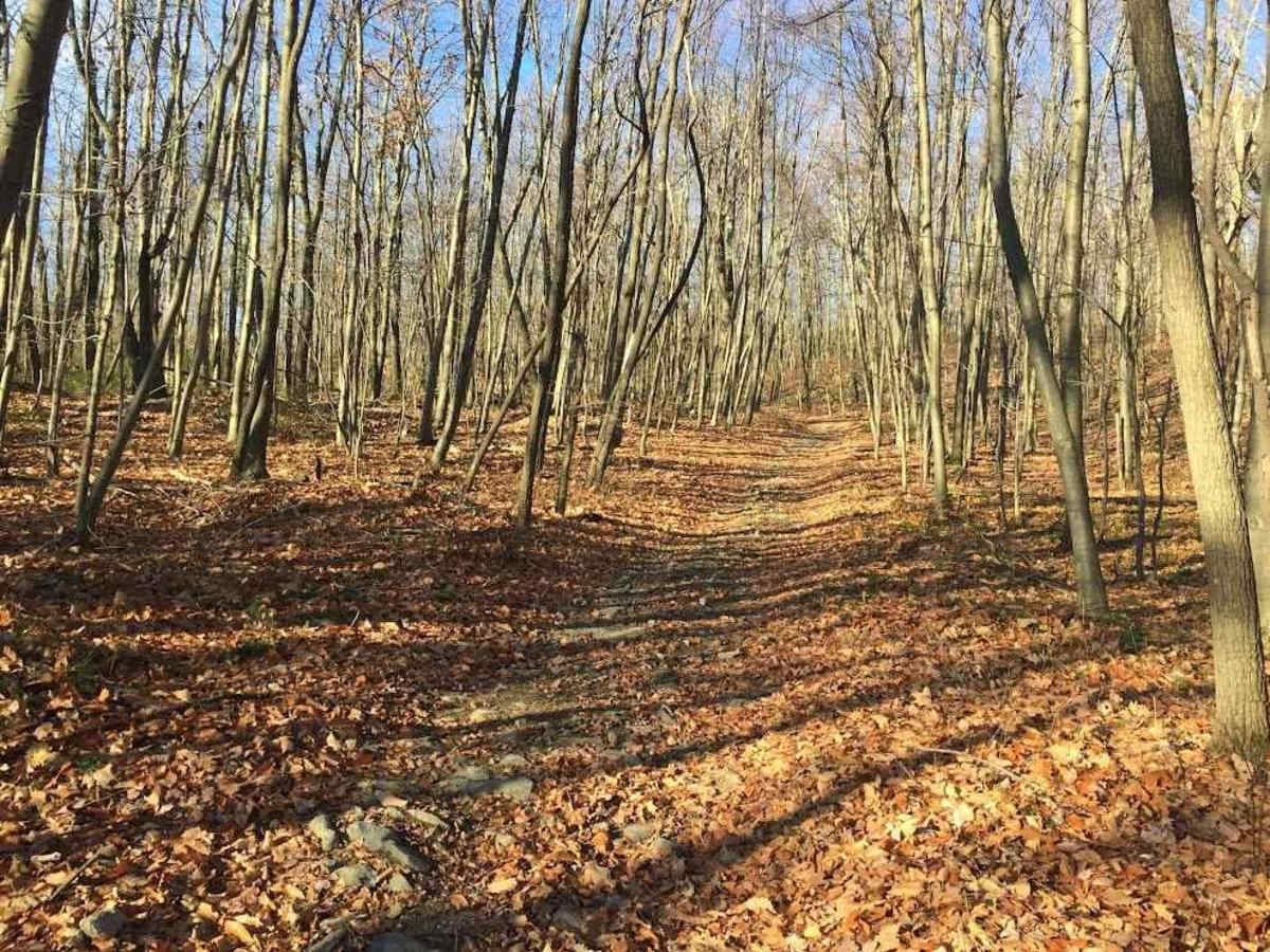 17 Green trail photo